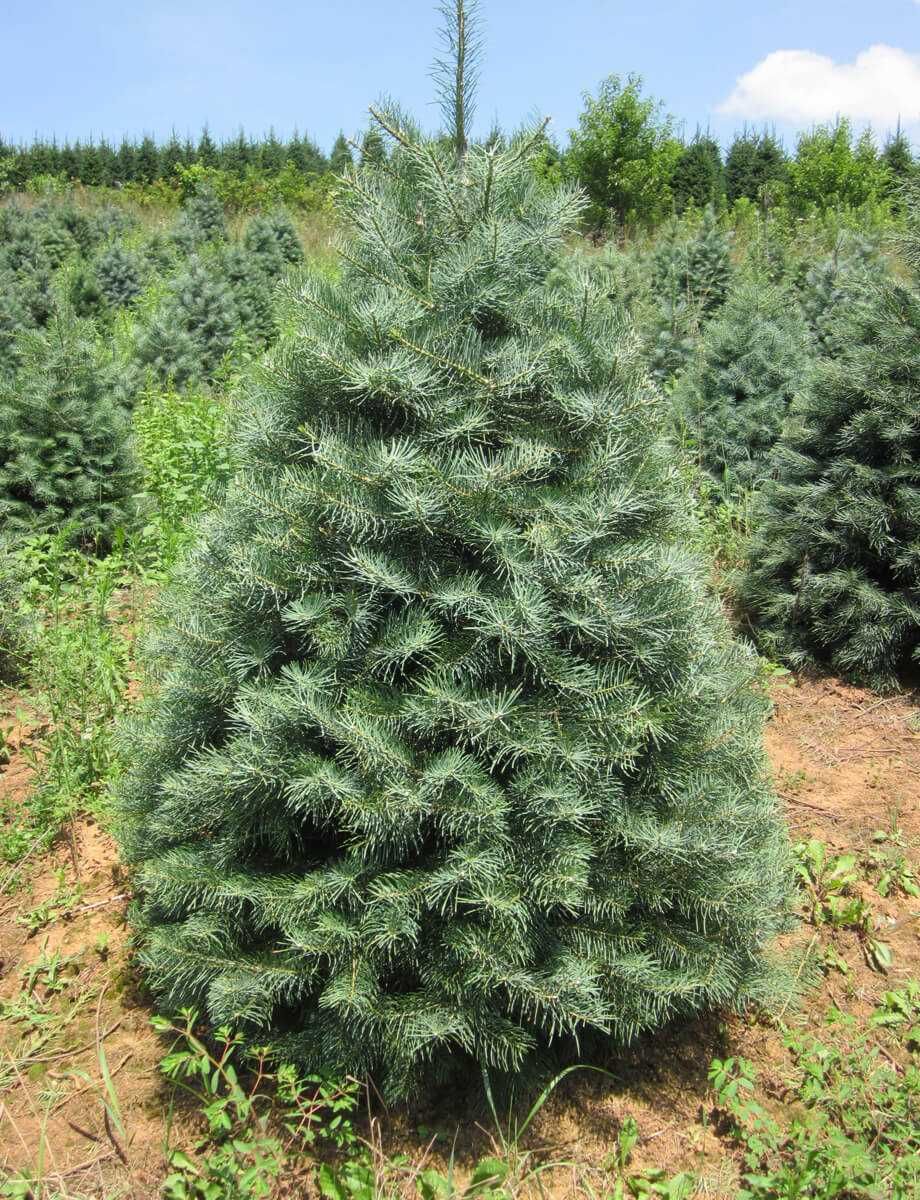 Brad american Abies concolor la ghiveci 5L- inaltime 60-80 cm (6 ani)