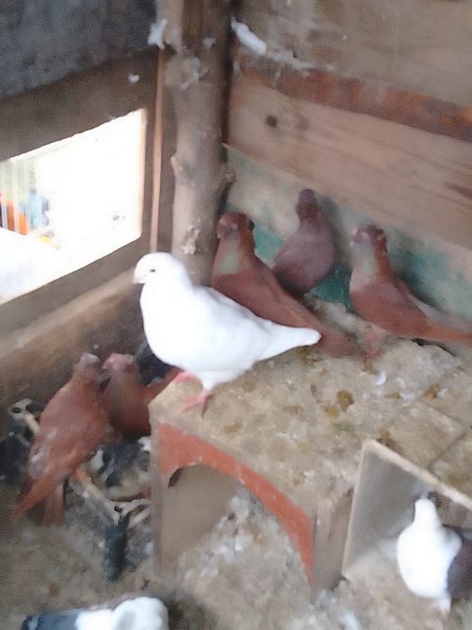 Pporumbei jucători și misirlii de vânzare