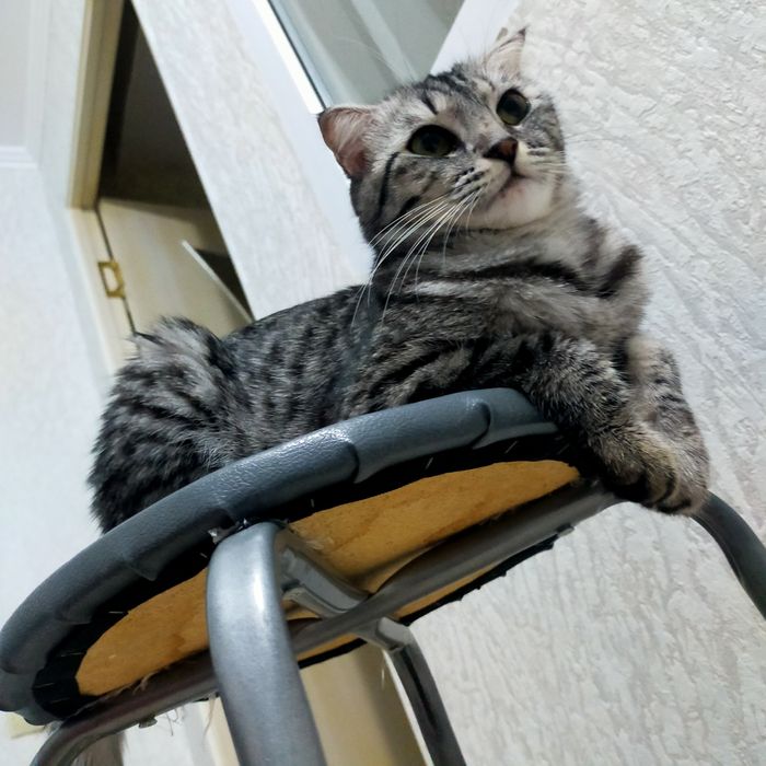 Ищем кота для вязки