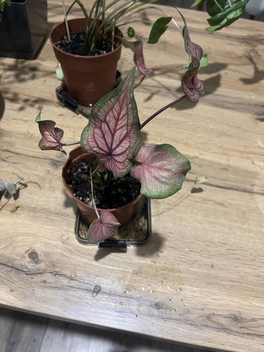 Продам цветы несколько видов и размеров.