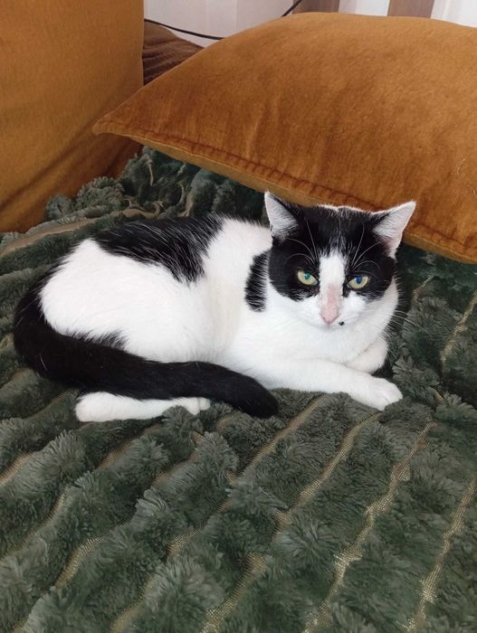 Cadou gratis Mos Nicolae/Craciun pisica 1 an sterilizata