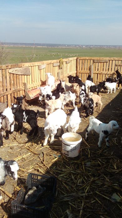 De vanzare tapi și ieduți