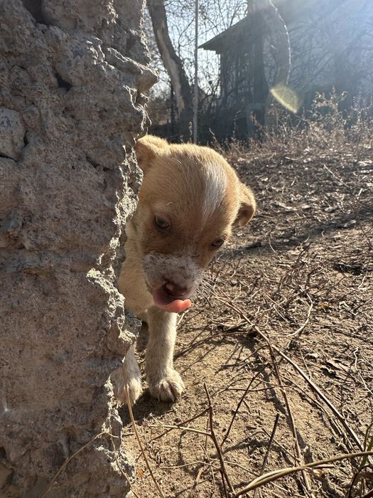 Щенок срочно ищет дом