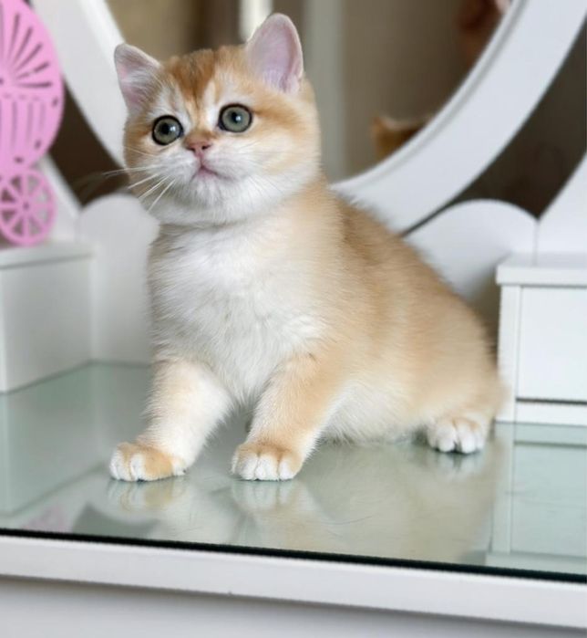 Золотая шиншилла