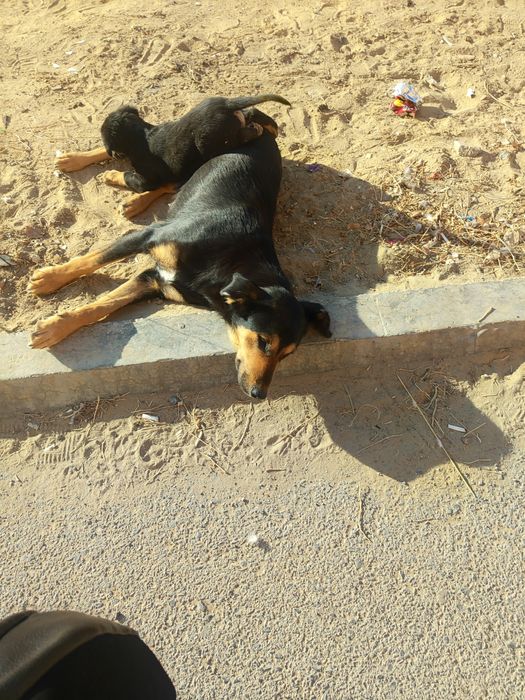 Щенки  просят помощь.