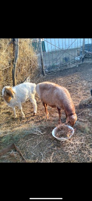 Қойлар сатылады.