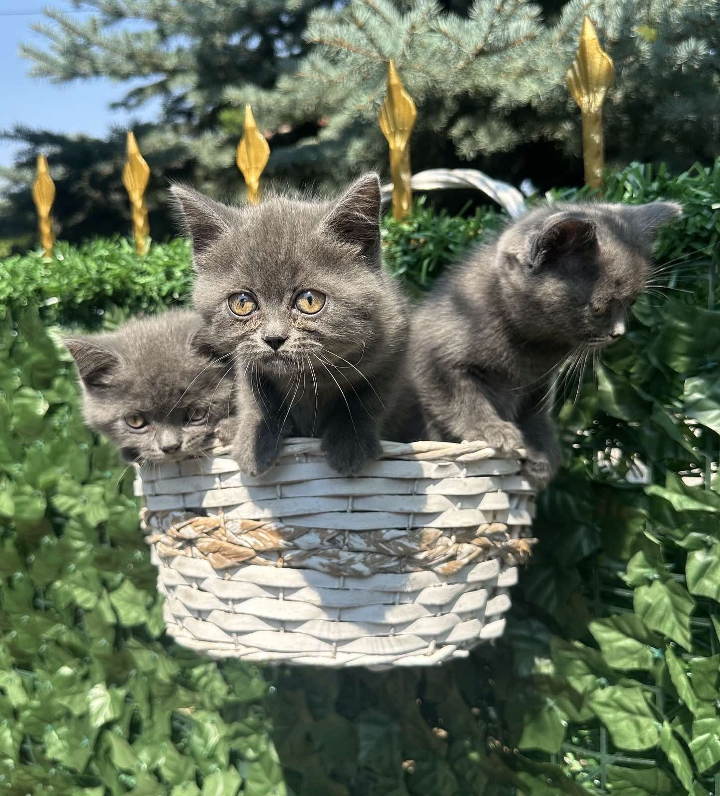 Британски котета