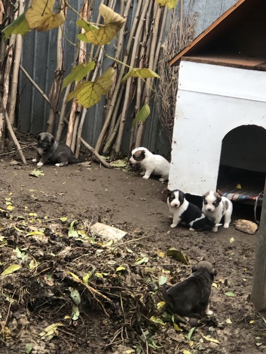 Donez pui metis ciobanesc mioritic