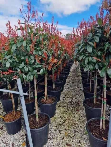 PonPon Tuia Smaragd Leilandy Magnolia Photinia Glob, Evonymus Spirale