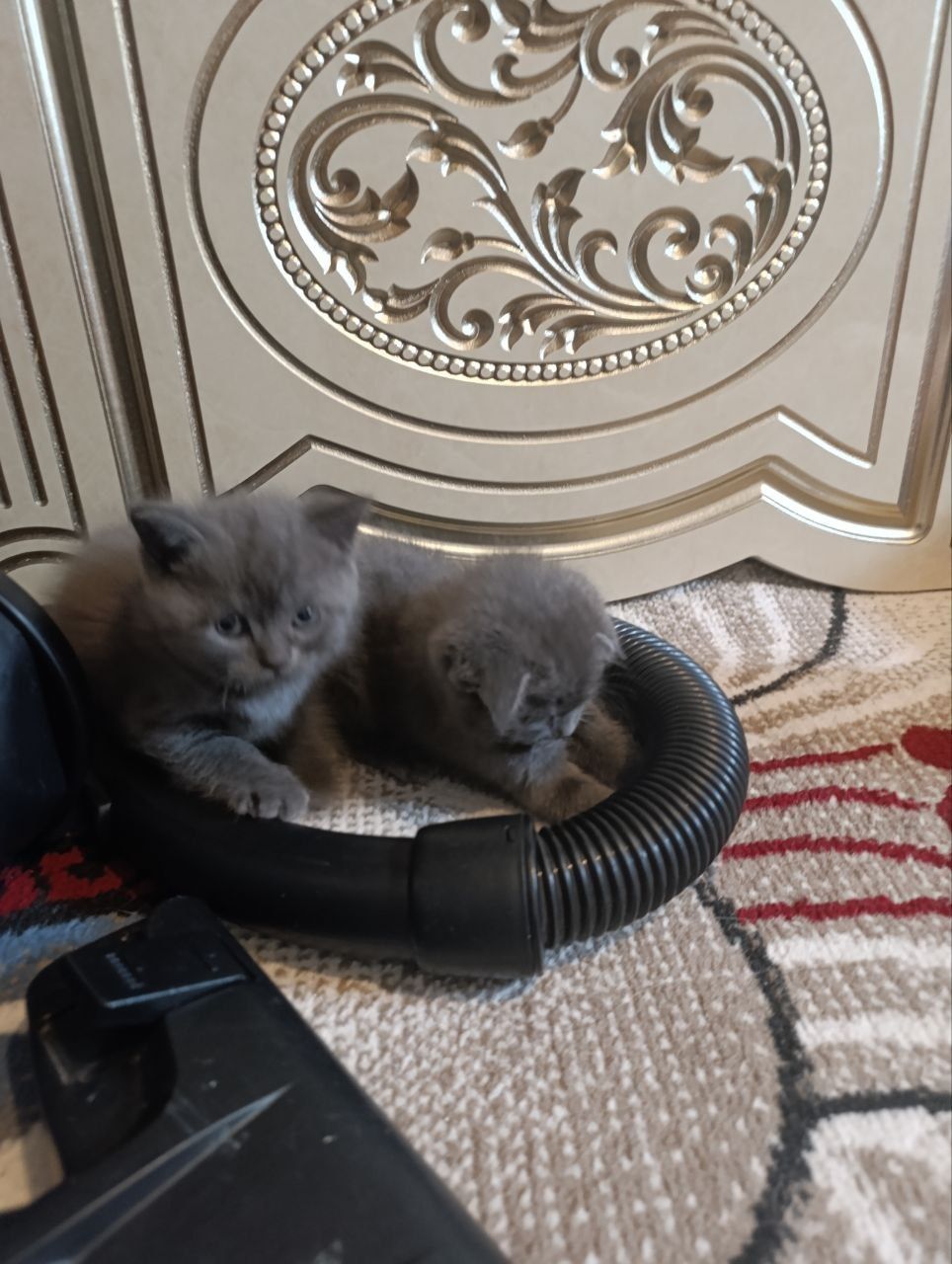 Кичкинтой Скотиш Фолд ва Страйтлар