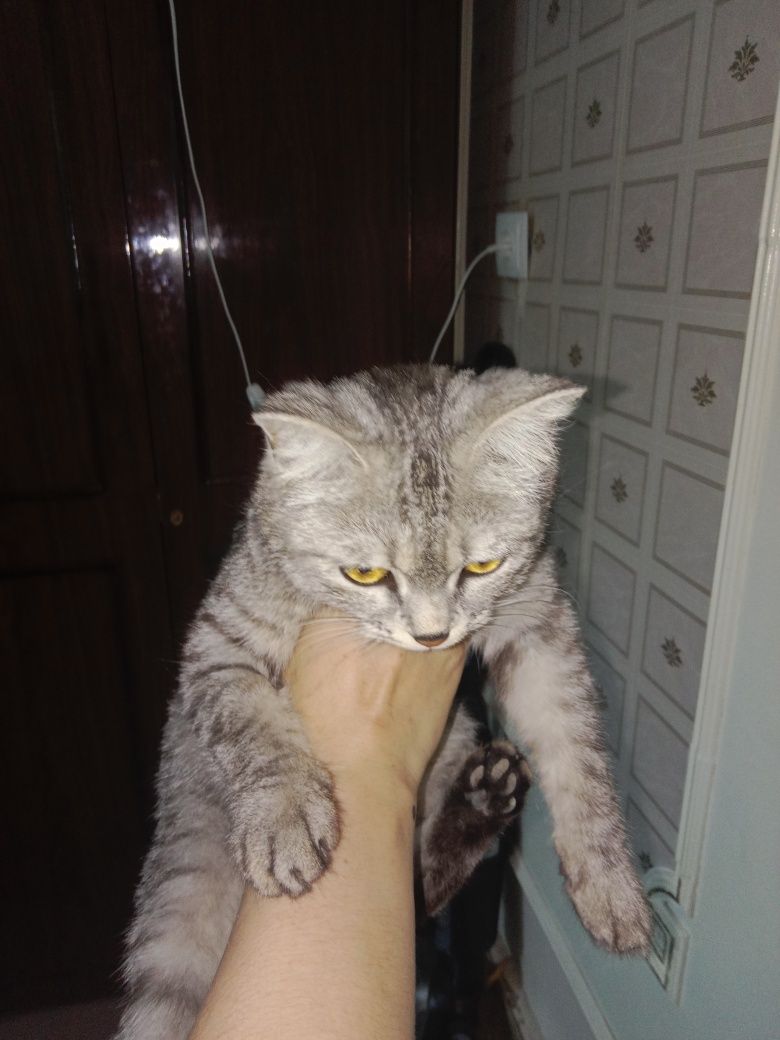 Кошечка в добрые руки