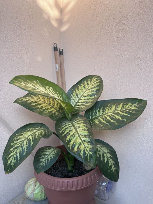 Vand Dieffenbachia Tropical Snow