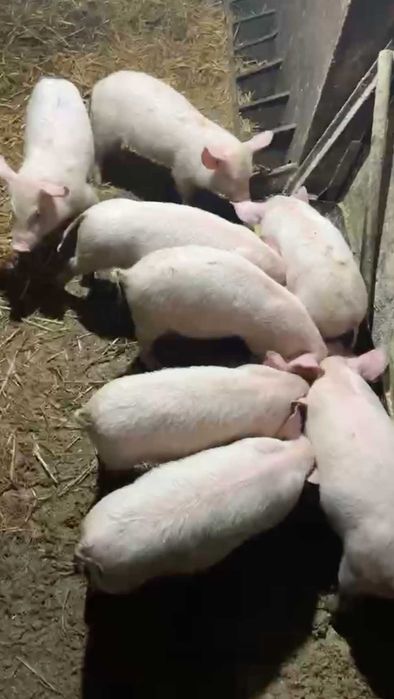 продавам прасенца