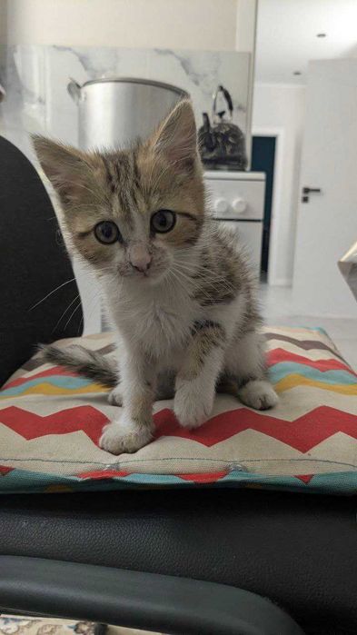 котенок тыгыдык, смешная, игривая