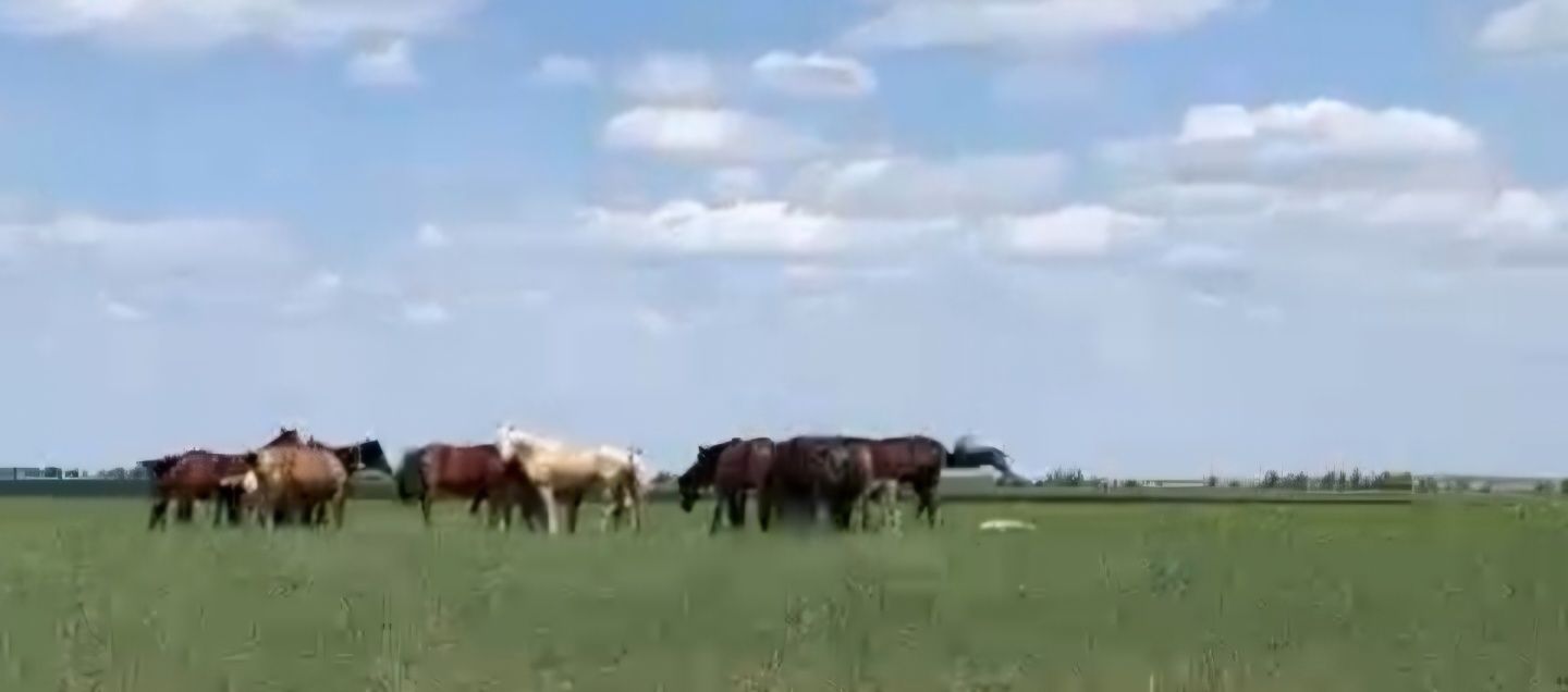 Бір үйір жылқы сатылады. Продам табун лошадей.