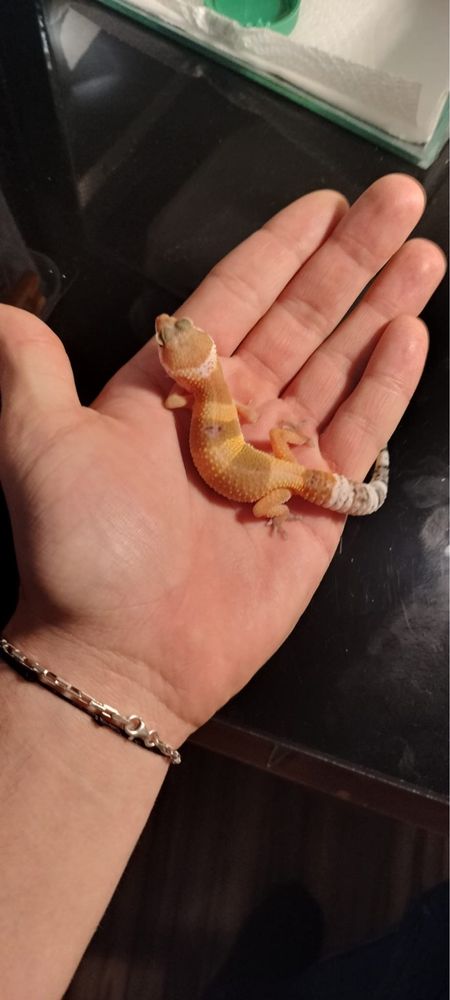 Vand gecko- leopard