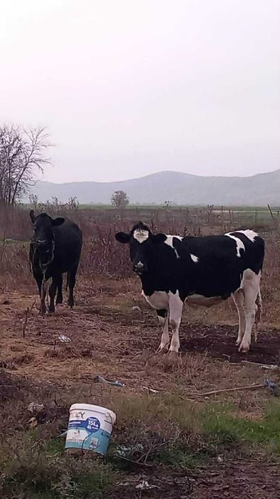 Vaci gestante tinere .