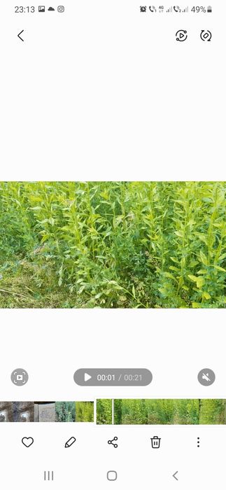 Vind baloti dreptunghiulari.amestec de buruieni cu lucerna