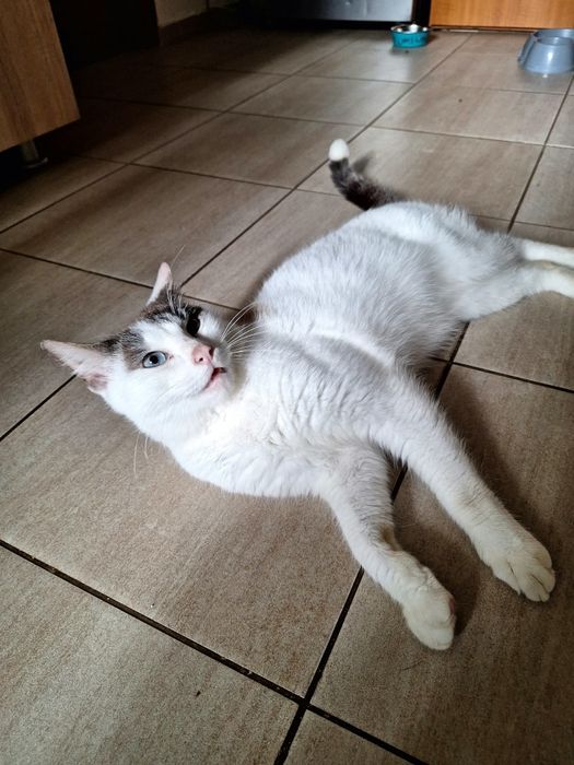 Doua pisicuțe drăgălașe!!!