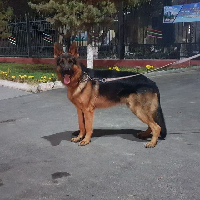 Afcharka Toza Qon Hizmat it bolari Sotiladi