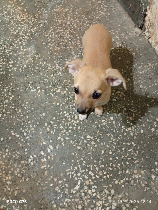 Пинчер на 60 дни