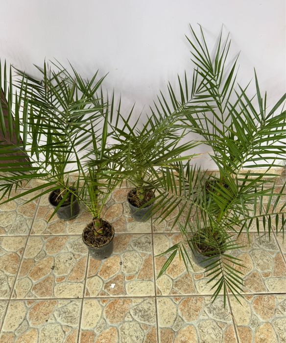 Phoenix Canariensis 80-100 cm