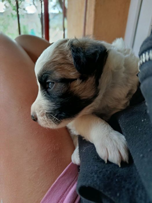 Pui de canine disponibili