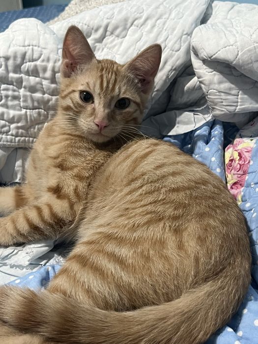 Срочно Отдам кота в хорошие руки