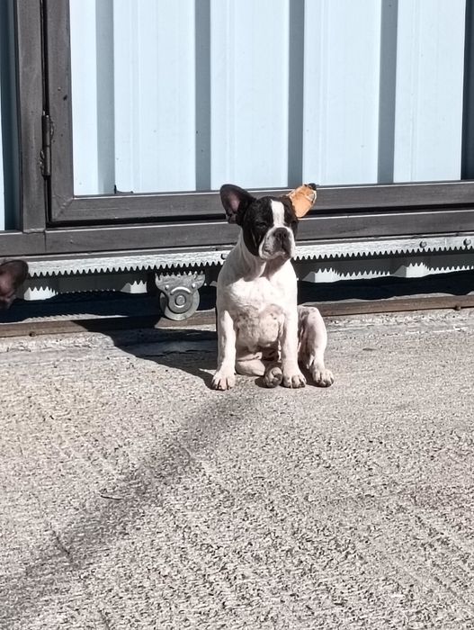 Donez doua femele bulldog