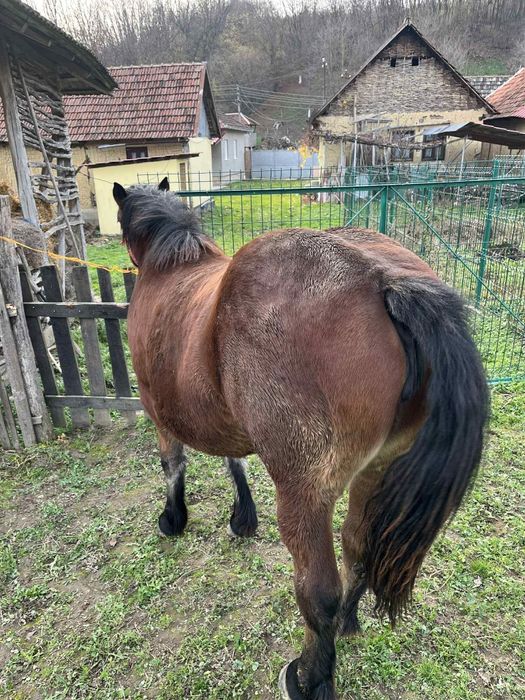 Vânz mânză de un an jumate