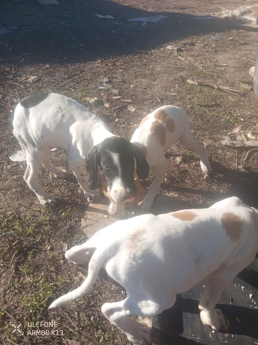 Кучета пойтер ..