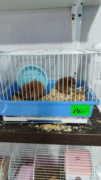 Хомяк  в наличии