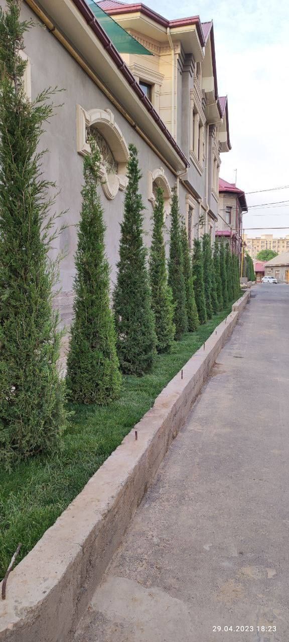 Archa kesamiz ekamiz shakl beramiz xovlidagi boshqa daraxtlaga