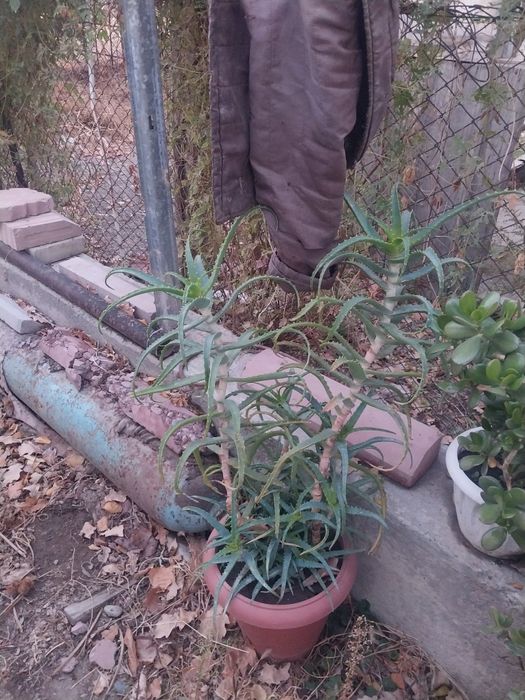 Продам цветы Алое, и тачку для вывода мусораа