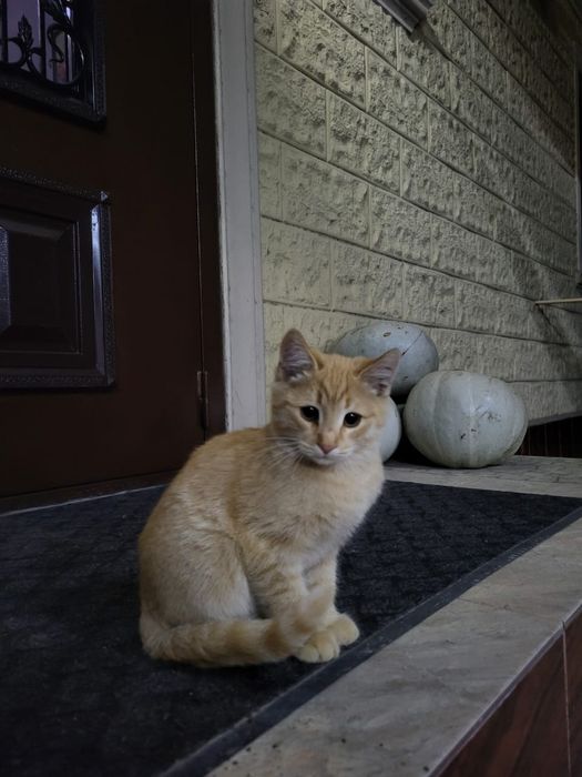 Кот бесплатно в хорошие руки