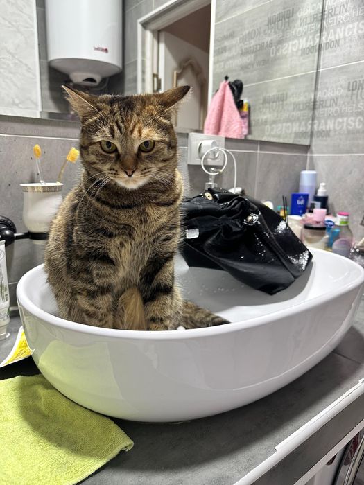 Кошка в добрые опытные руки