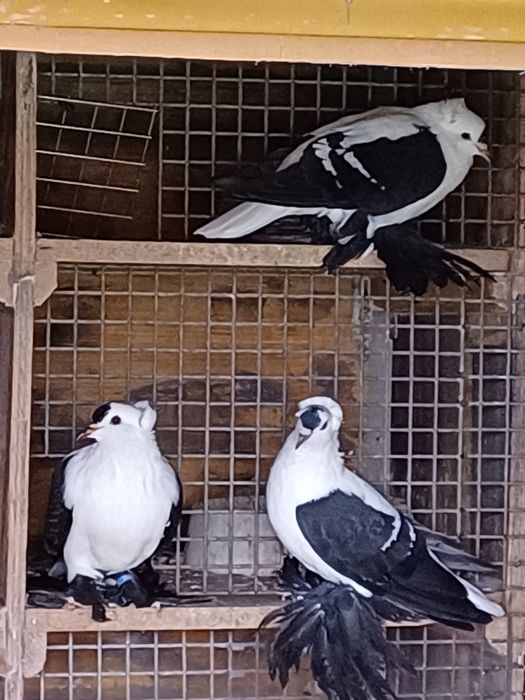 Randunele sacxonia de vanzare