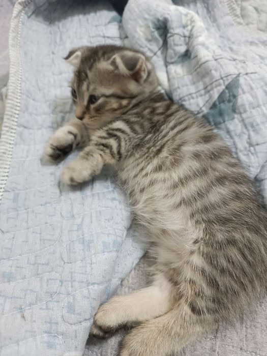 Продается котенок Манчкин