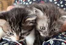Котята от породистрй кошки, умные. 1месяц