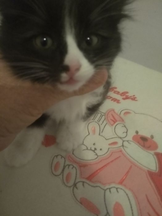 Котята бесплатно