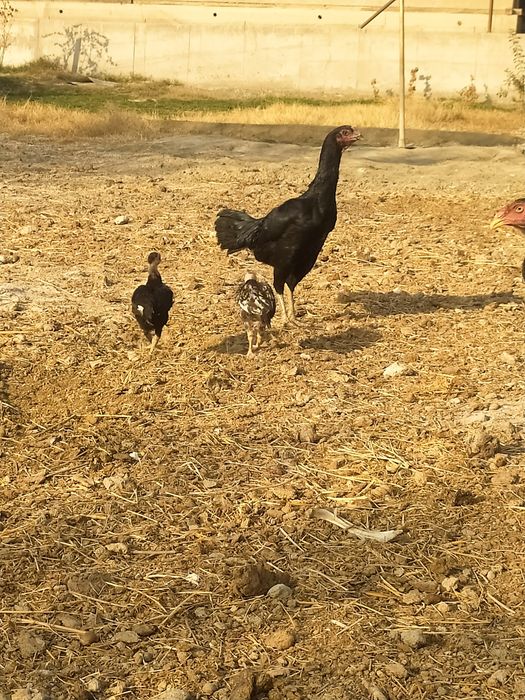 Куланги ганой макиён  жужаларибилан