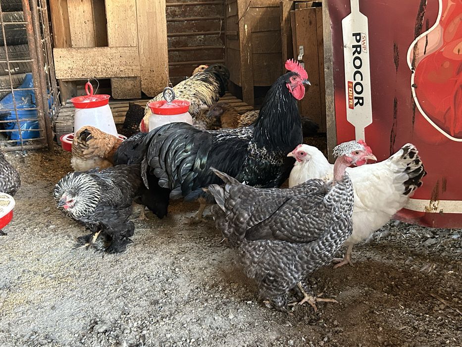 Pasari de curte , gaste , rate si gaini