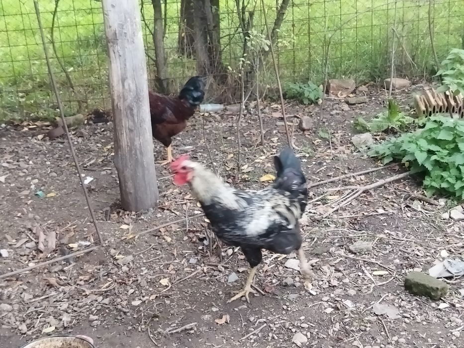 Vând cocosi din rase mixte