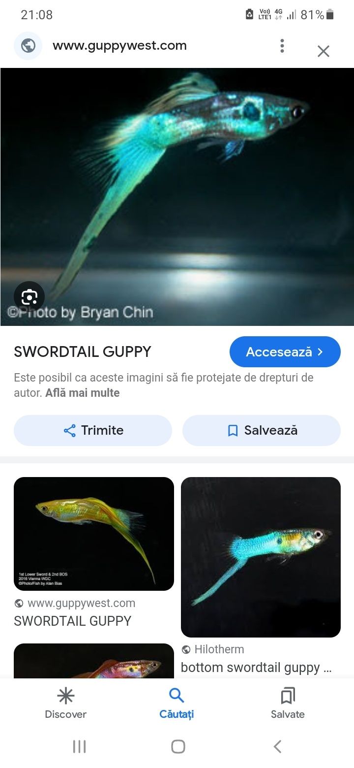 Guppy bottom swordtail