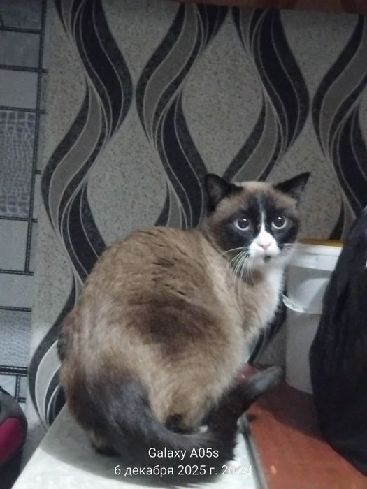 Отдам в добрые руки,к лотку приучена