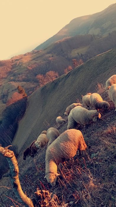 vind 20 de oi ,10 cirlani și 2 berbeci