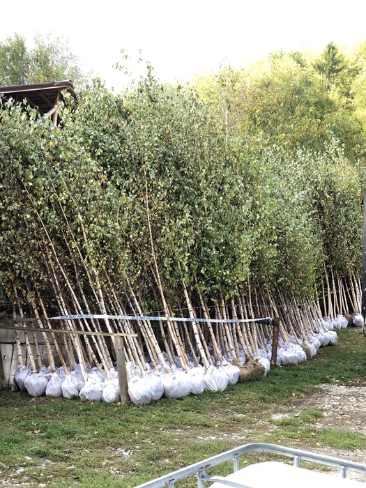 Mesteacan alb oferim transprot