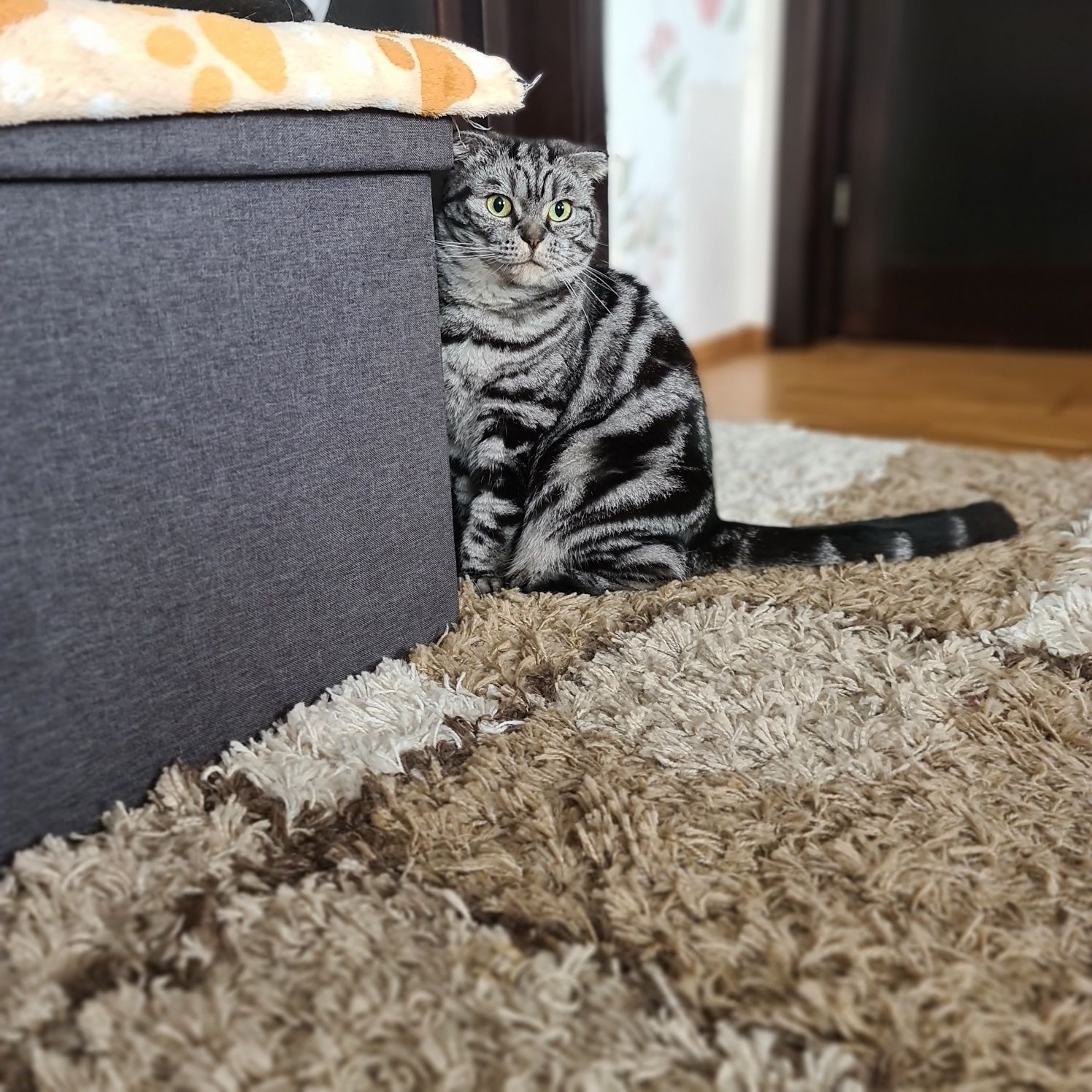 Donez pisica scottish fold - adulta