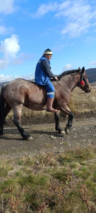 Vând iapă semigrea