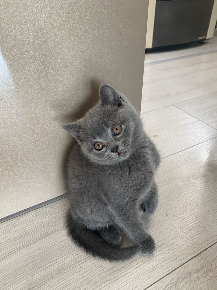 Шотландско котенце